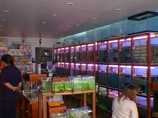 loja de peixes ornamentais
