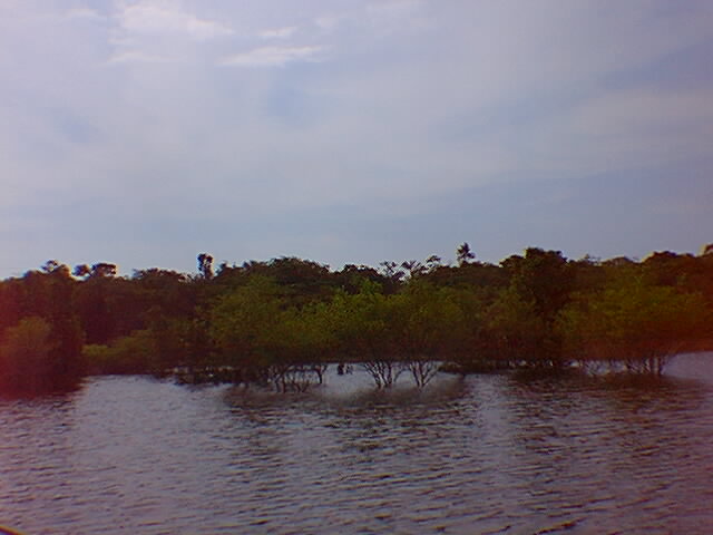 rvores dentro da gua