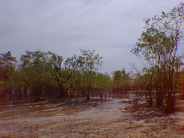 mangue no amazonas